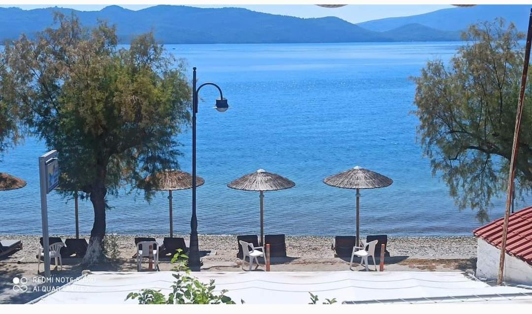 Blu Glifa (Stylida)
